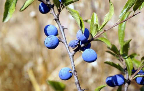 berries blue vegetation