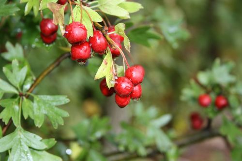 berries autumn red