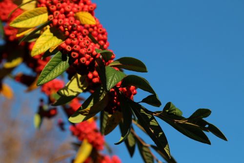 berries tree autumn