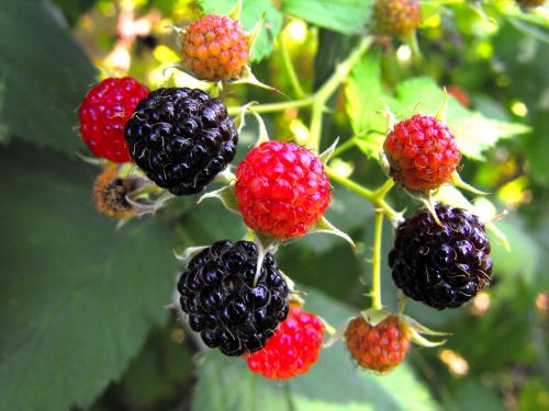berries raspberries fruits