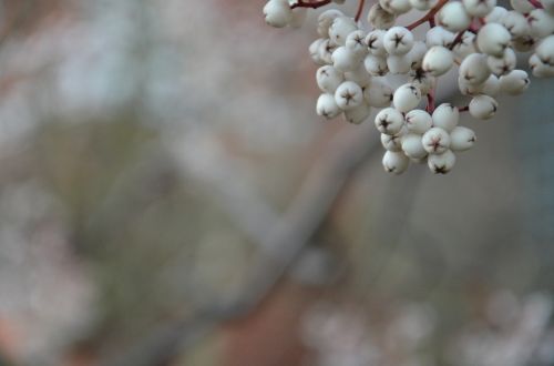 berries winter cherry