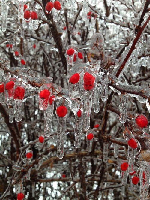berries ice winter