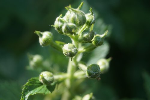 berries  immature  young