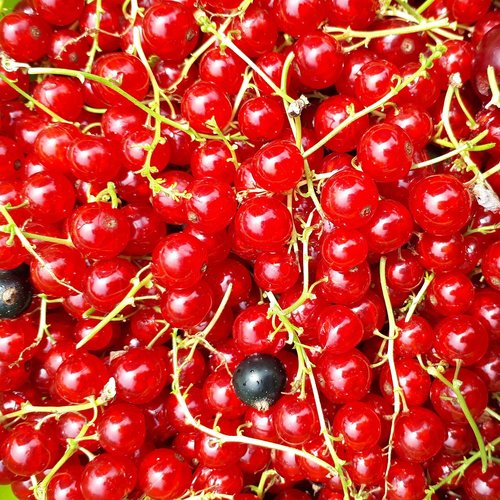berries  summer  fruit