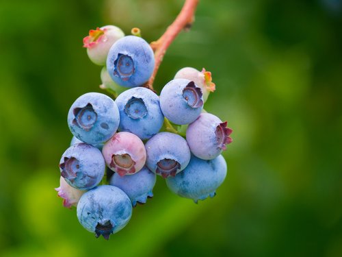 berries  blueberries  fruit
