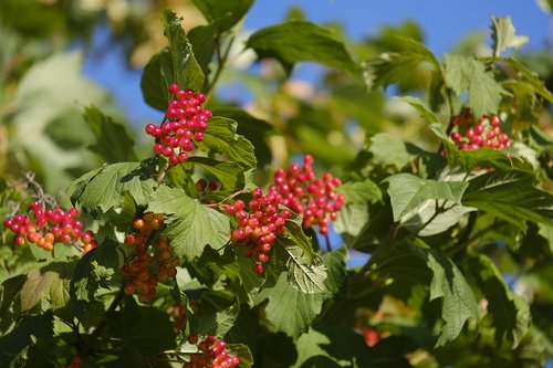 berries  berry tree  fruits