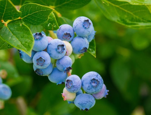 berries  blueberries  vitamins