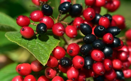 berries  red  black