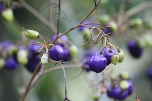 berries  blue  fruit