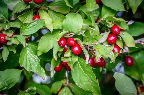 berries  berry red  bush