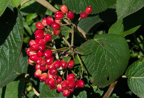 berries  red  fruit