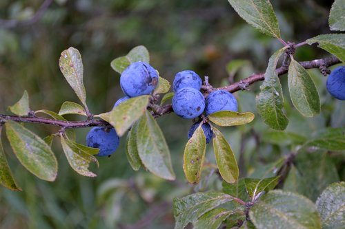berries  plants  fruit