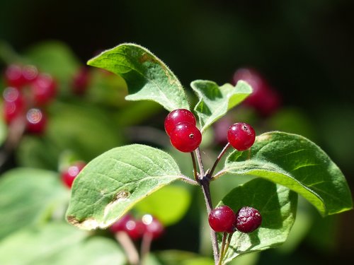 berries  wild  summer