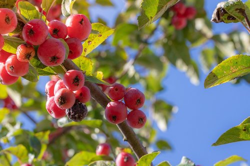 berries  tree  ripe