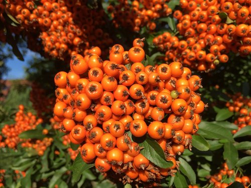 berries  autumn  fruits