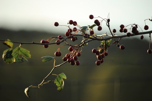 berries  nature  fruits