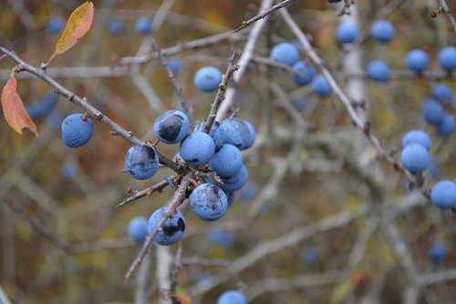 berries  nature  blue