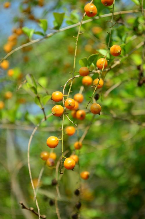 berries orange fruit