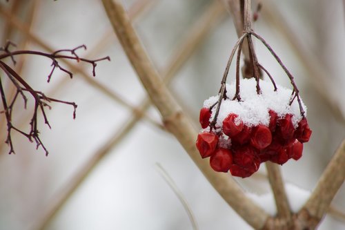 berries  red  winter