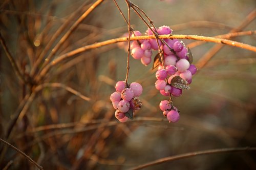 berries  fruits  infructescence