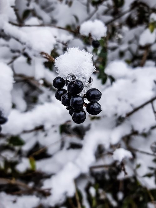 berries  snow  winter