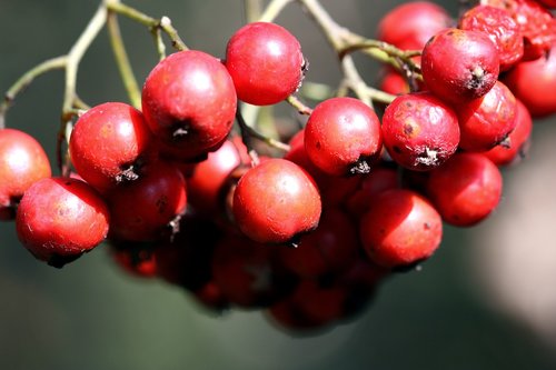 berries  autumn  red