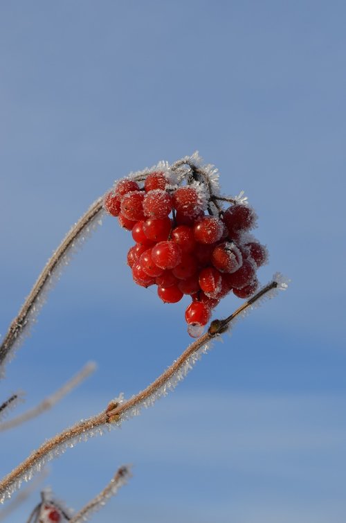 berries  bush  ice
