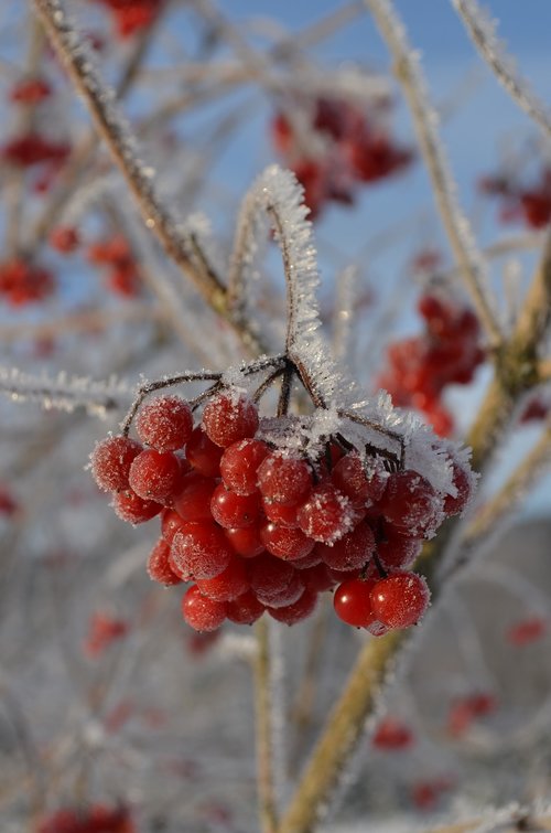 berries  bush  ice