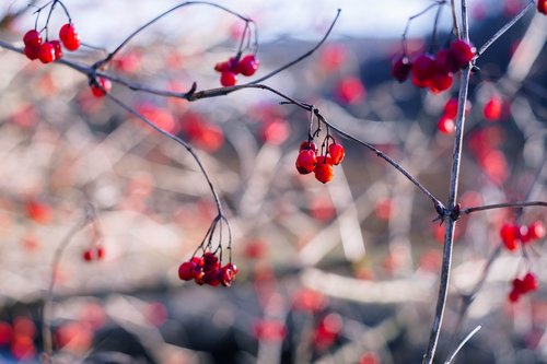 berries  fruit  nature