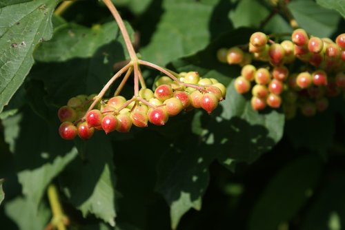 berries  plant  nature
