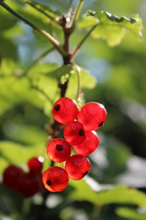 berries  currants  fruit