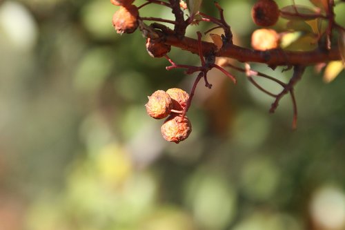 berries  winter  cold