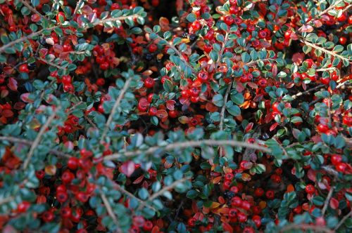 berries autumn cotoneaster