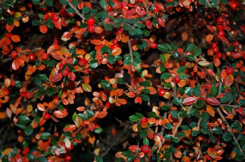 berries autumn fall