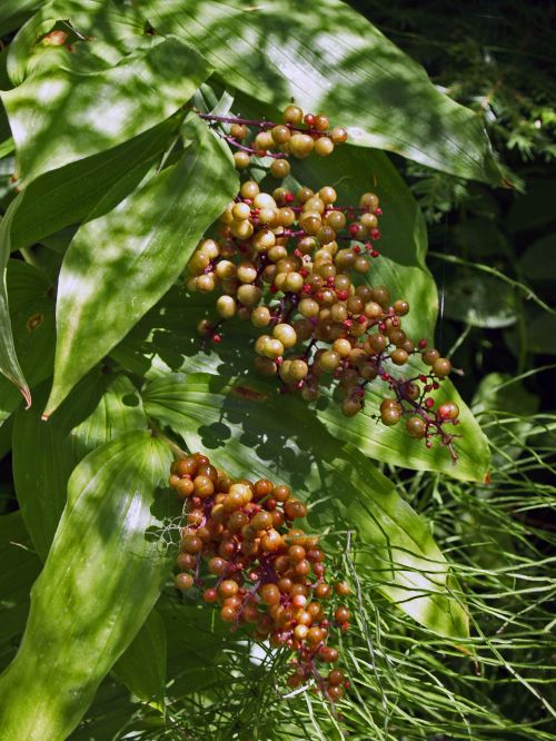 berries forest plant