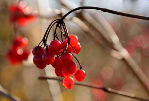 berries red bush