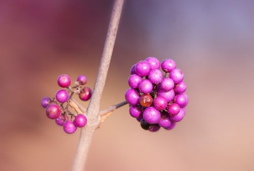 berries violet nature
