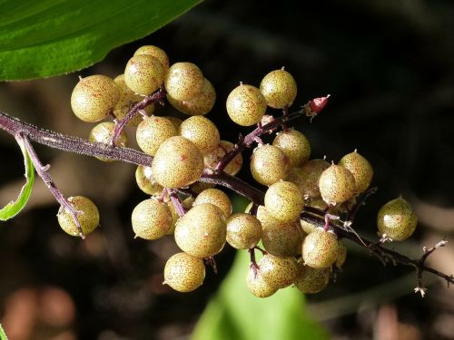 berries forest plant