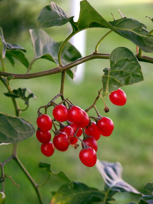 berries red red-berries