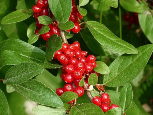 berries red fruit