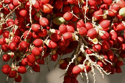 berries fruit natural