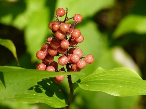 berries wild plant