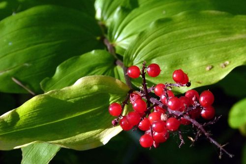 berries red leaves