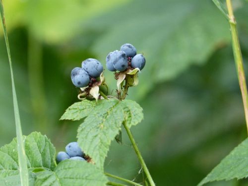 berries forest blue