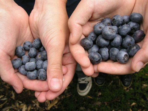 berries blue healthy