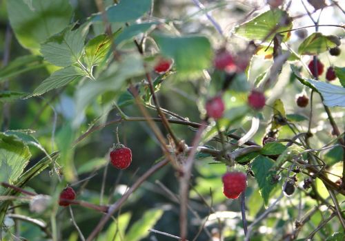berries wild berry summer