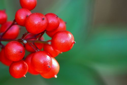 berries red fruit