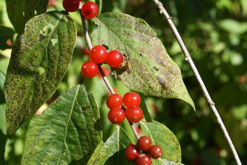 berries plants leaves