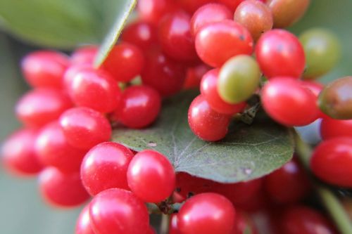 berries red fruits