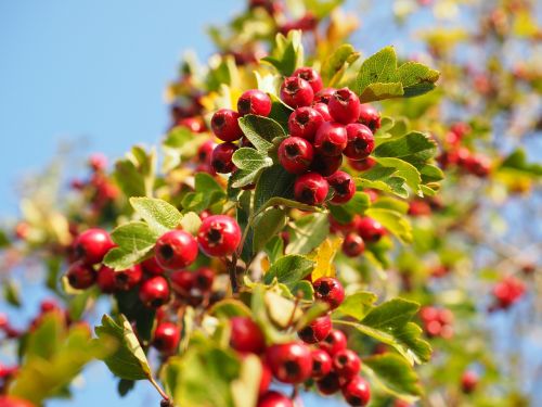 berries fruits red